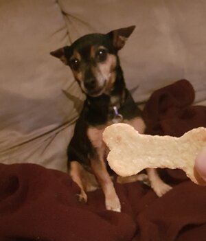 Mojo